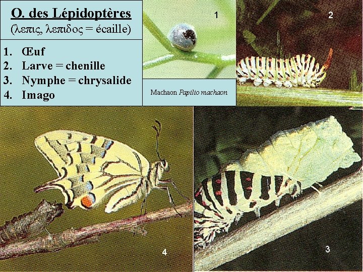 O. des Lépidoptères 1 2 (λεπις, λεπιδος = écaille) 1. 2. 3. 4. Œuf