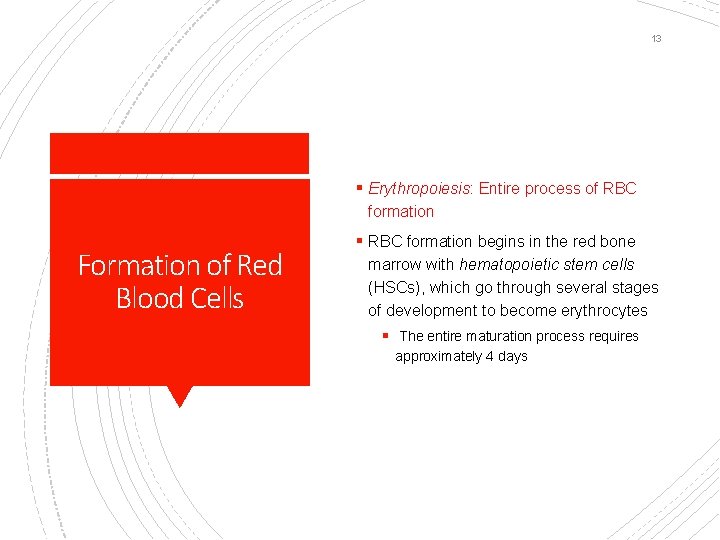 13 § Erythropoiesis: Entire process of RBC formation Formation of Red Blood Cells §