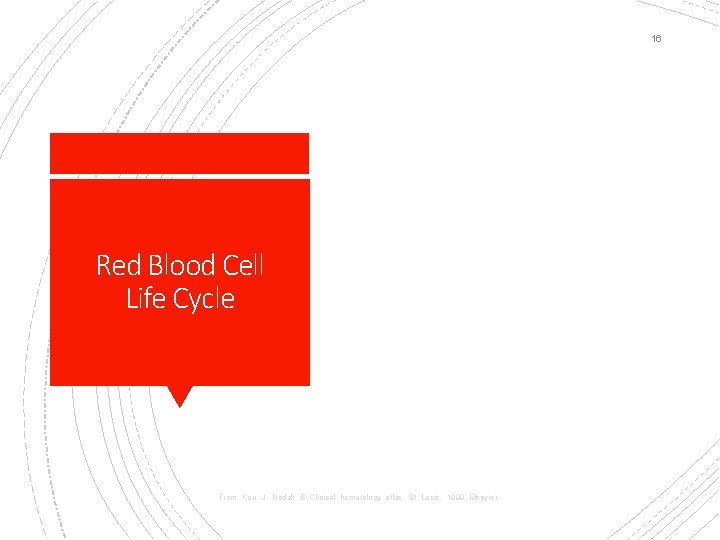 16 Red Blood Cell Life Cycle From Carr J, Rodak B: Clinical hematology atlas,