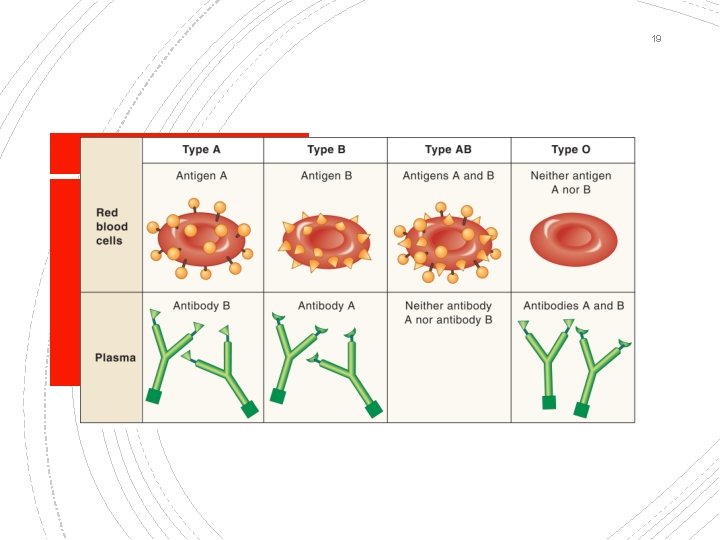 19 ABO Blood Types 