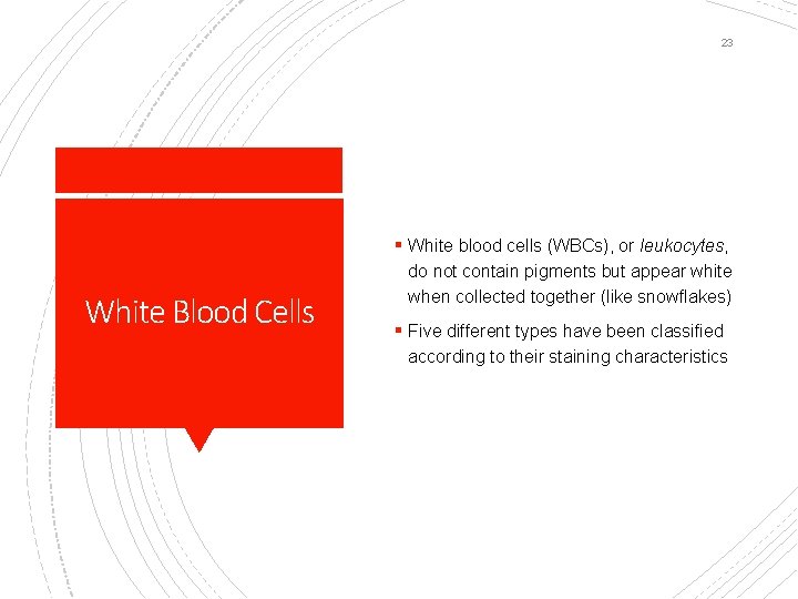 23 § White blood cells (WBCs), or leukocytes, White Blood Cells do not contain