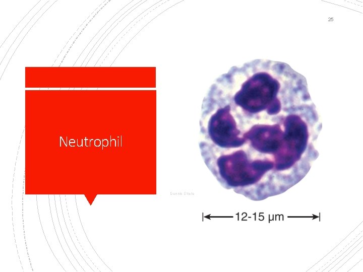 25 Neutrophil Dennis Strete 