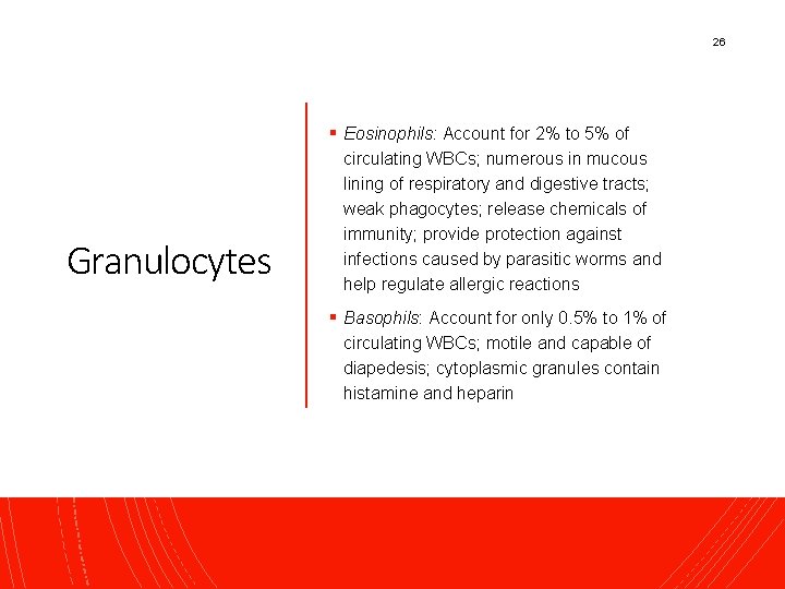 26 § Eosinophils: Account for 2% to 5% of Granulocytes circulating WBCs; numerous in