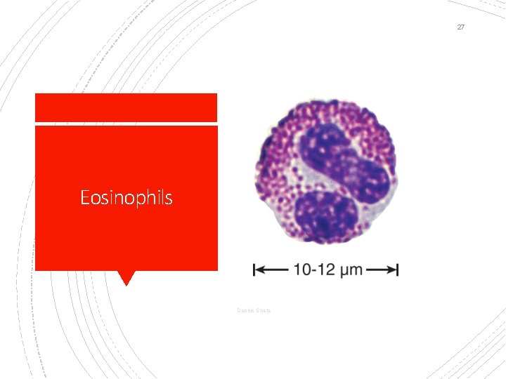 27 Eosinophils Dennis Strete 