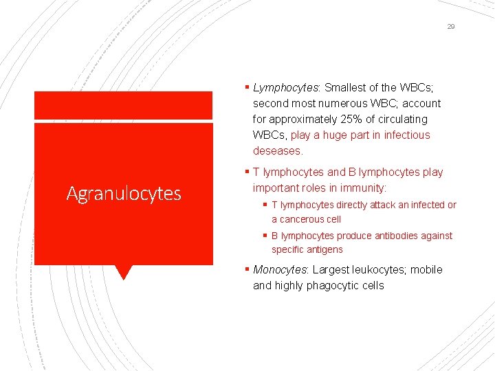 29 § Lymphocytes: Smallest of the WBCs; second most numerous WBC; account for approximately