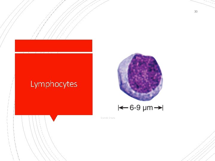 30 Lymphocytes Dennis Strete 