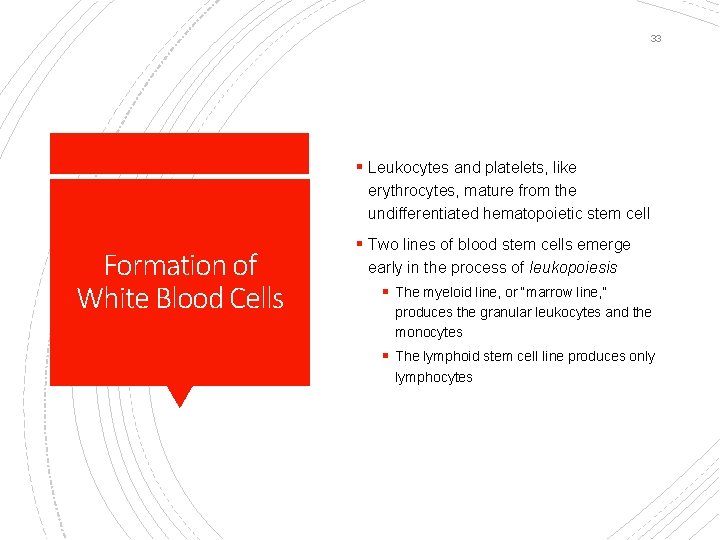 33 § Leukocytes and platelets, like erythrocytes, mature from the undifferentiated hematopoietic stem cell