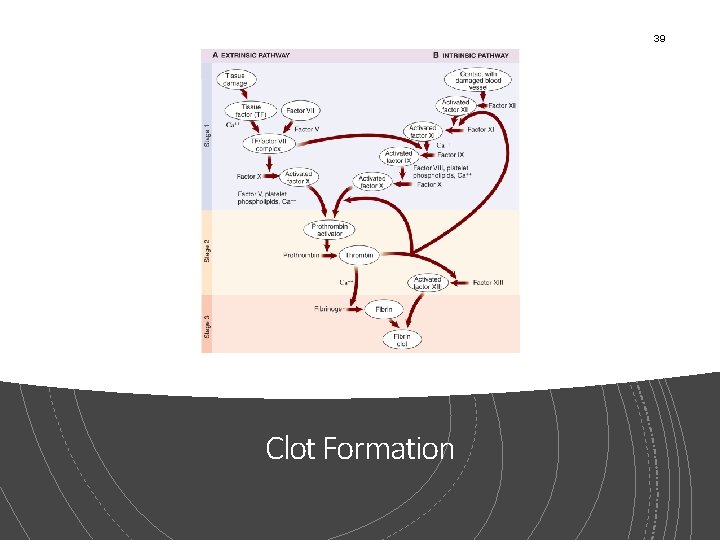 39 Clot Formation 