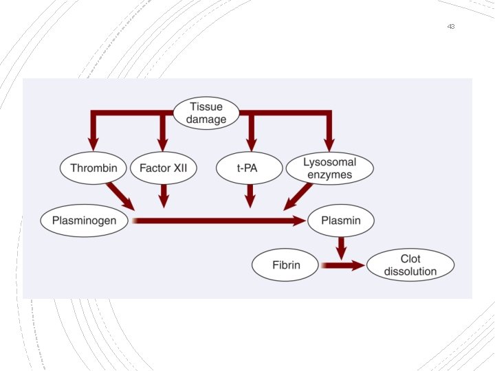43 Fibrinolysis 