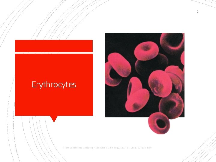 9 Erythrocytes From Shiland BJ: Mastering Healthcare Terminology, ed. 3, St. Louis, 2010, Mosby.