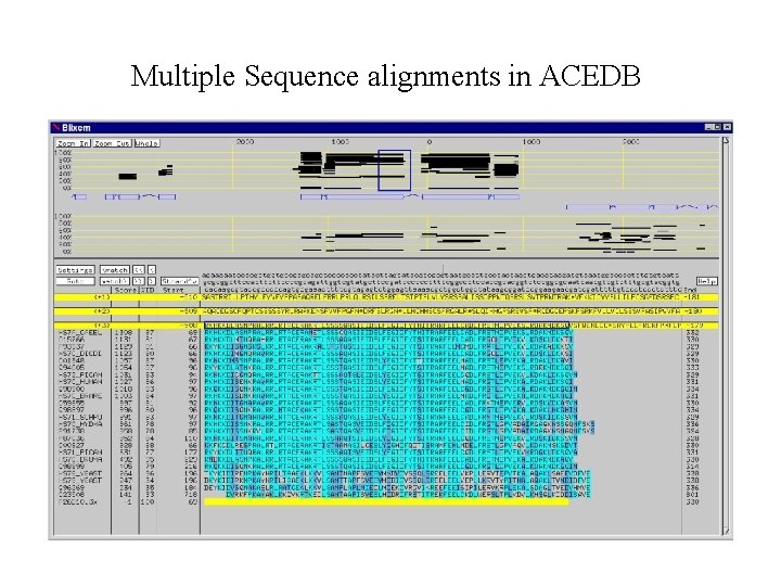 Multiple Sequence alignments in ACEDB 