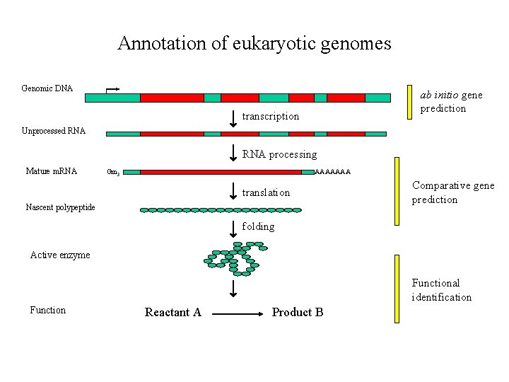 Annotation of eukaryotic genomes Genomic DNA ab initio gene prediction transcription Unprocessed RNA processing
