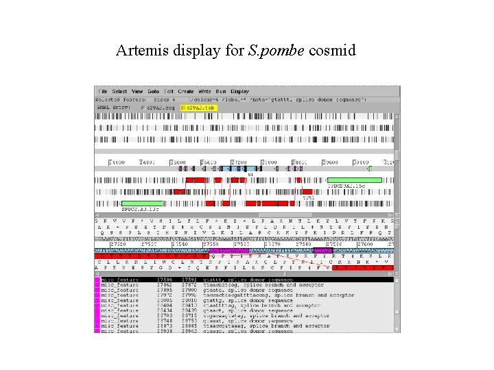 Artemis display for S. pombe cosmid 