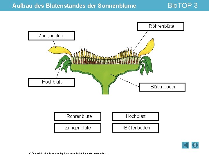 Bio. TOP 3 Aufbau des Blütenstandes der Sonnenblume Röhrenblüte Zungenblüte Hochblatt Blütenboden Röhrenblüte Zungenblüte