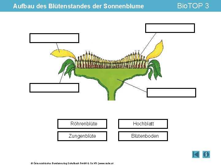 Aufbau des Blütenstandes der Sonnenblume Röhrenblüte Zungenblüte © Österreichischer Bundesverlag Schulbuch Gmb. H &