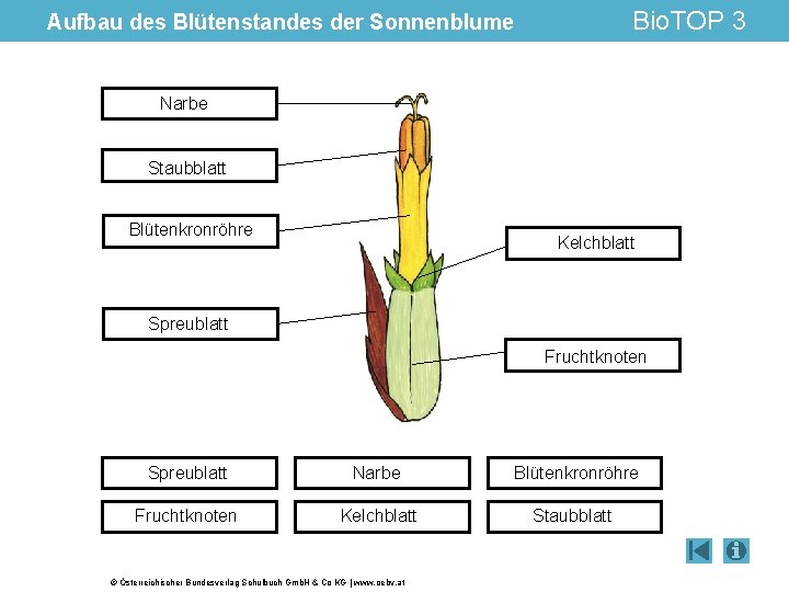 Bio. TOP 3 Aufbau des Blütenstandes der Sonnenblume Narbe Staubblatt Blütenkronröhre Kelchblatt Spreublatt Fruchtknoten