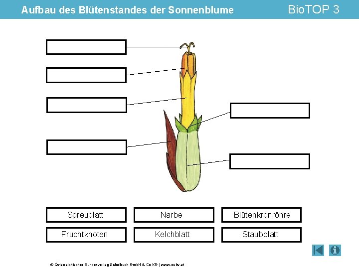 Bio. TOP 3 Aufbau des Blütenstandes der Sonnenblume Spreublatt Narbe Blütenkronröhre Fruchtknoten Kelchblatt Staubblatt