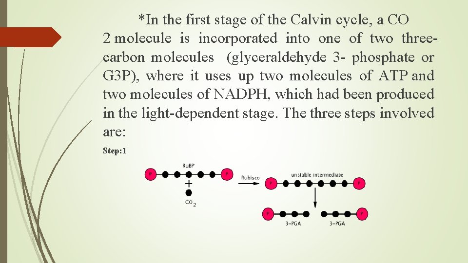 *In the first stage of the Calvin cycle, a CO 2 molecule is incorporated