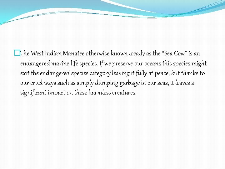 �The West Indian Manatee otherwise known locally as the “Sea Cow” is an endangered