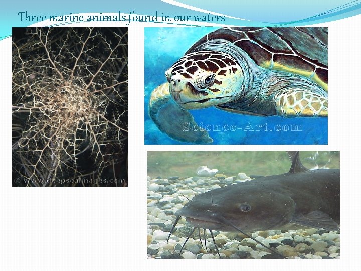 Three marine animals found in our waters 