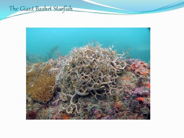 The Giant Basket Starfish 