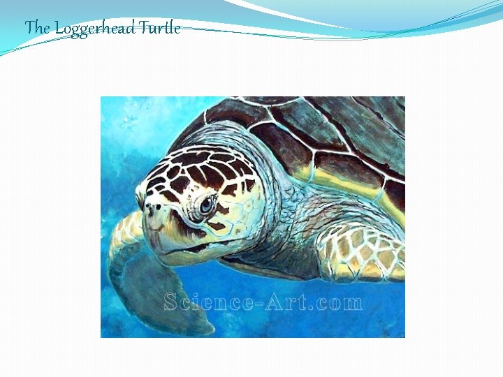 The Loggerhead Turtle 