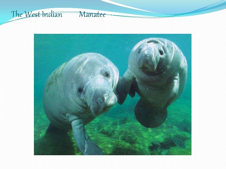 The West Indian Manatee 