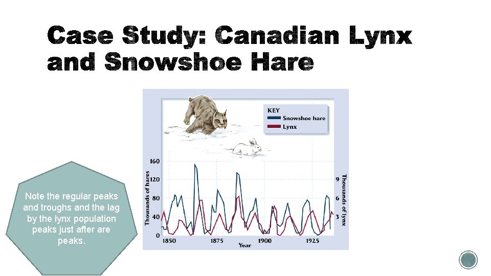 Note the regular peaks and troughs and the lag by the lynx population peaks