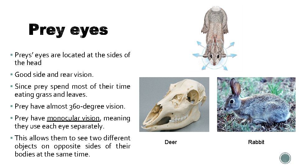  Preys’ eyes are located at the sides of the head Good side and