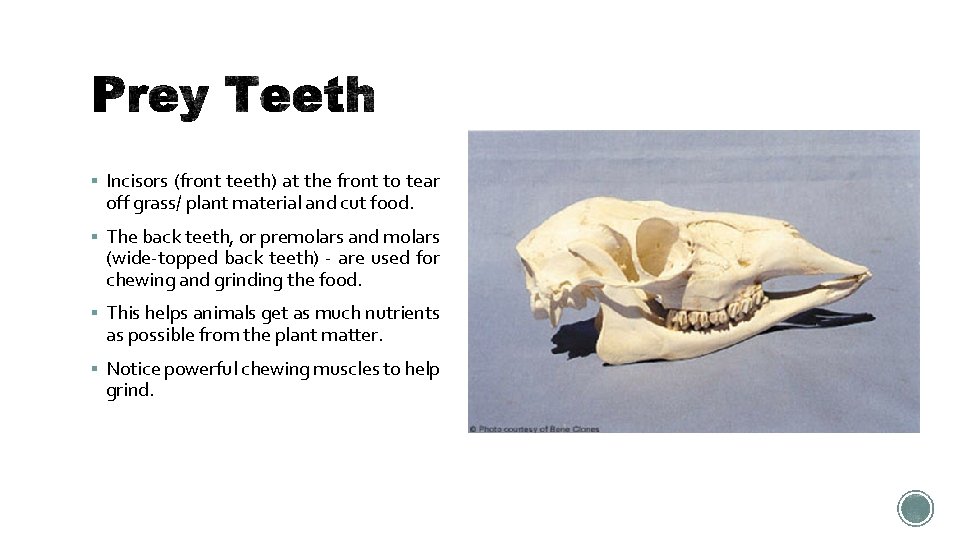  Incisors (front teeth) at the front to tear off grass/ plant material and