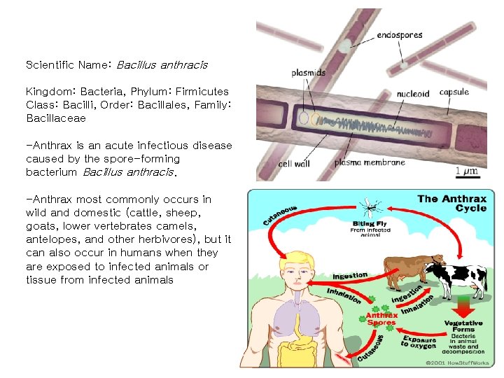 Scientific Name: Bacillus anthracis Kingdom: Bacteria, Phylum: Firmicutes Class: Bacilli, Order: Bacillales, Family: Bacillaceae