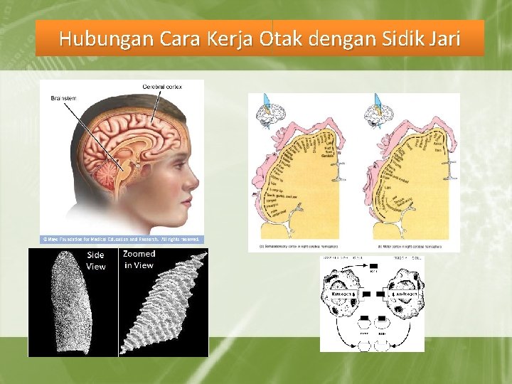 Hubungan Cara Kerja Otak dengan Sidik Jari 