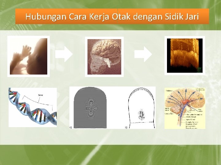 Hubungan Cara Kerja Otak dengan Sidik Jari 