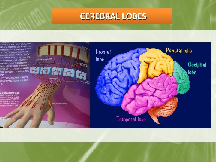 CEREBRAL LOBES 