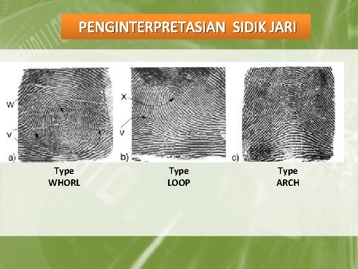 PENGINTERPRETASIAN SIDIK JARI Type WHORL Type LOOP Type ARCH 