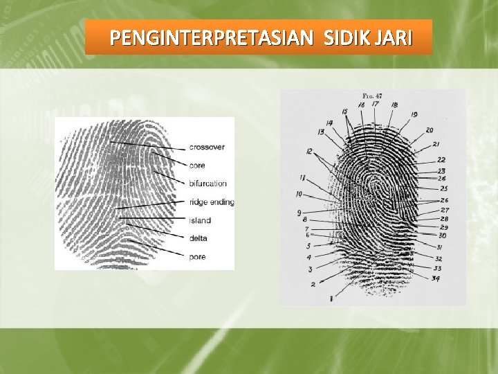 PENGINTERPRETASIAN SIDIK JARI 