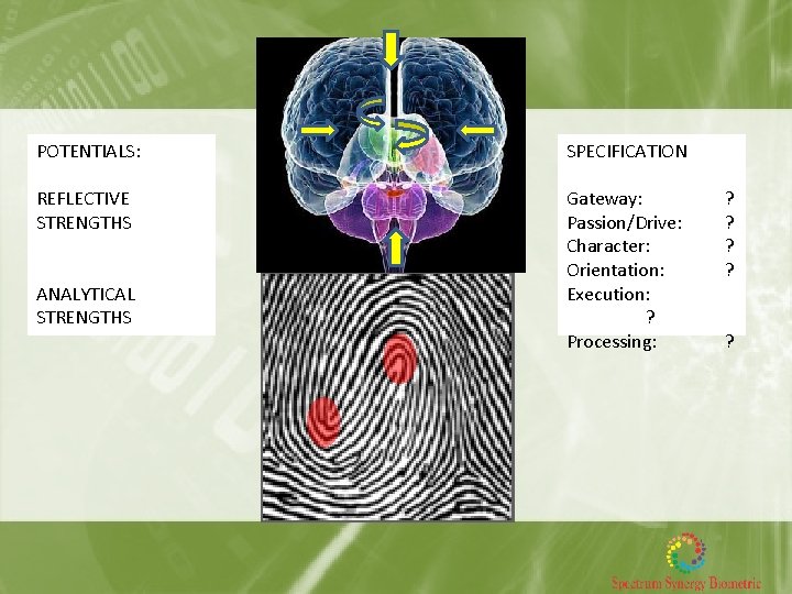 POTENTIALS: SPECIFICATION REFLECTIVE STRENGTHS Gateway: Passion/Drive: Character: Orientation: Execution: ? Processing: ANALYTICAL STRENGTHS ?