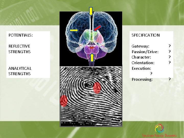POTENTIALS: SPECIFICATION REFLECTIVE STRENGTHS Gateway: Passion/Drive: Character: Orientation: Execution: ? Processing: ANALYTICAL STRENGTHS ?