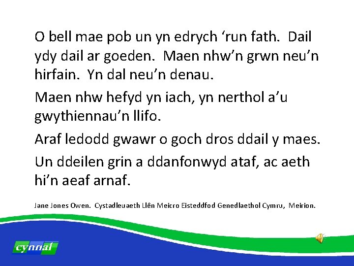 O bell mae pob un yn edrych ‘run fath. Dail ydy dail ar goeden.