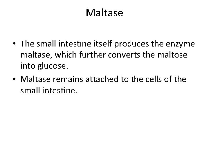 Maltase • The small intestine itself produces the enzyme maltase, which further converts the