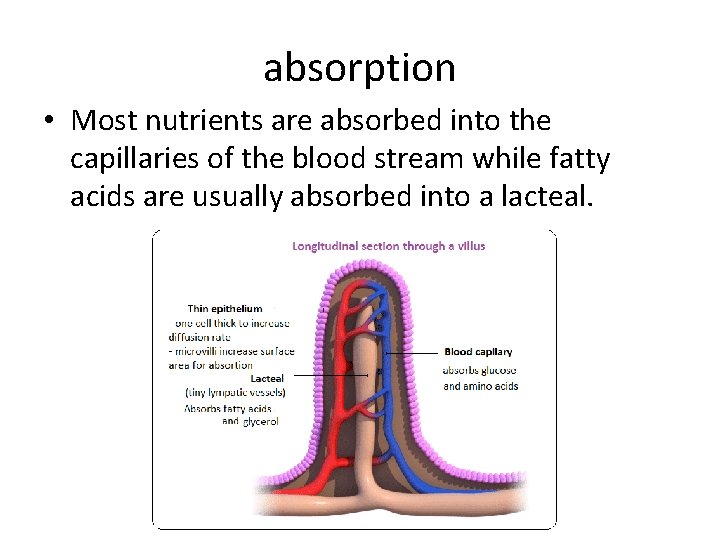 absorption • Most nutrients are absorbed into the capillaries of the blood stream while