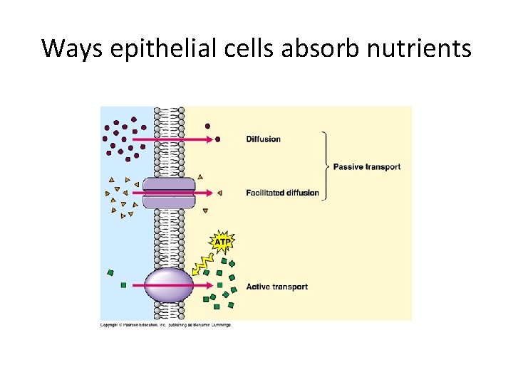 Ways epithelial cells absorb nutrients 