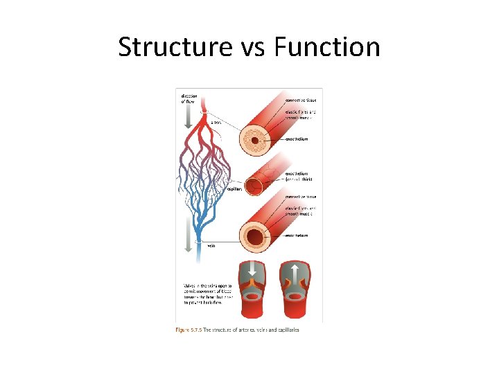 Structure vs Function 