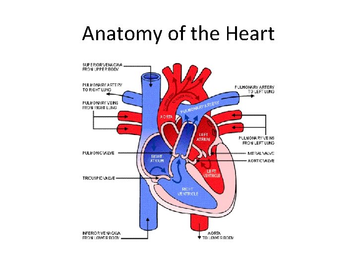 Anatomy of the Heart 