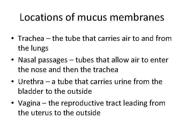 Locations of mucus membranes • Trachea – the tube that carries air to and