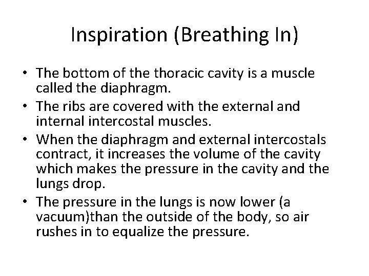 Inspiration (Breathing In) • The bottom of the thoracic cavity is a muscle called