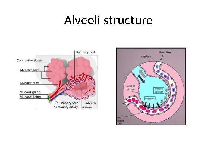 Alveoli structure 