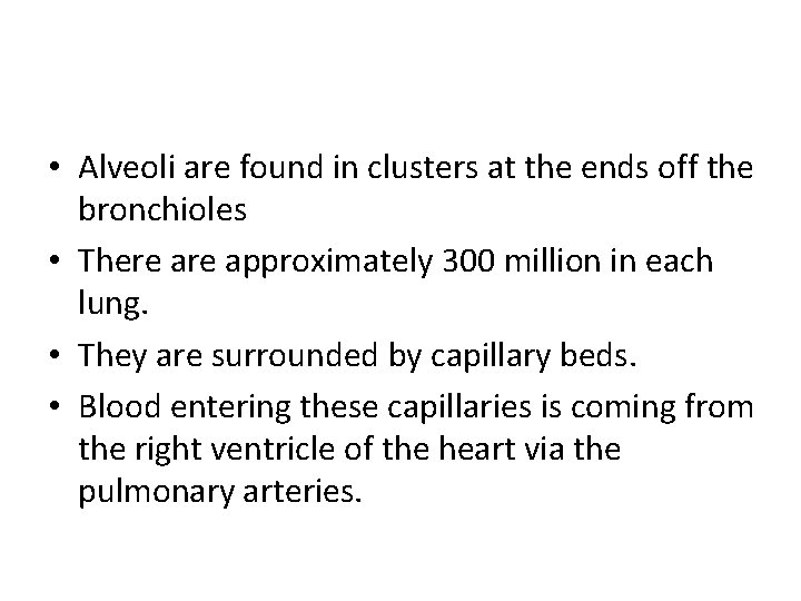  • Alveoli are found in clusters at the ends off the bronchioles •
