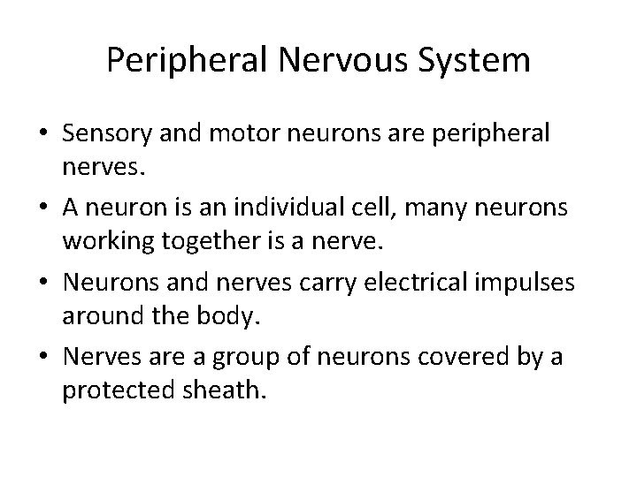 Peripheral Nervous System • Sensory and motor neurons are peripheral nerves. • A neuron