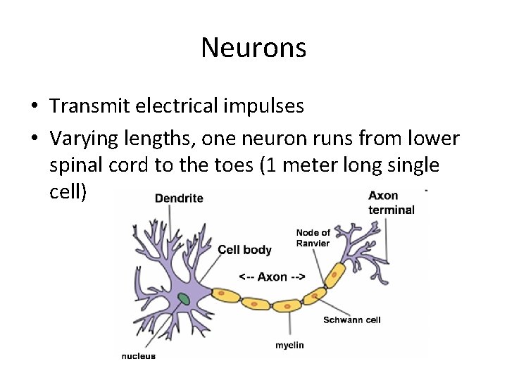 Neurons • Transmit electrical impulses • Varying lengths, one neuron runs from lower spinal